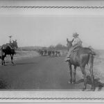 Herding cattle with mules